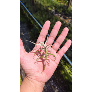 Tillandsia paleacea ทิแลนเซีย พาเลียเซีย