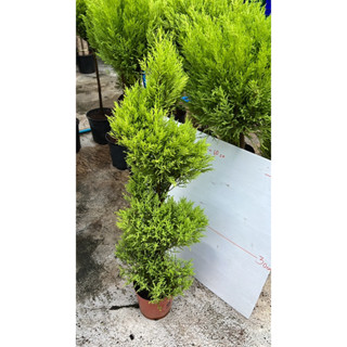 สนเลม่อน สูง 1.00 cm/กระถาง 18 cmสนเลม่อน 🌲🍋Cupressus macrocarpa Lemon Cypress