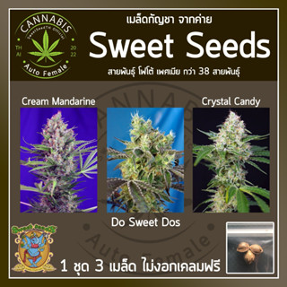 [ FOTO ♀️ คัดเพศเมีย] เมล็ดกัญชา เมล็ดพันธุ์กัญชา CreamMandarine, DoSweetDOS, CrystalCandy ค่าย SweetSeeds บรีดไทย