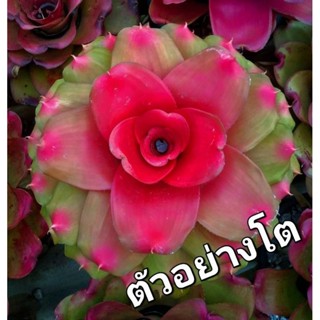 สับปะรดสี Neo.Honour Bright #กุหลาบส้ม #ไม้จัดสวน #ไม้ตกแต่งสวยสวยงาม  ส่งแบบถอดราก