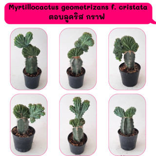 Myrtillocactus geometrizans f. cristata ตอบลูคริส ไม้กราฟ  Cactus กระบองเพชร พืชอวบน้ำ พืชทะเลทราย ตะบองเพชร