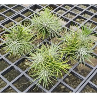 Tillandsia ionantha var stricta