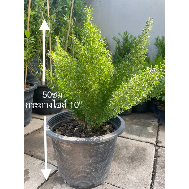 ต้นปริกหางกระรอก ไม้มงคลฟอกอากาศ กระถาง 8