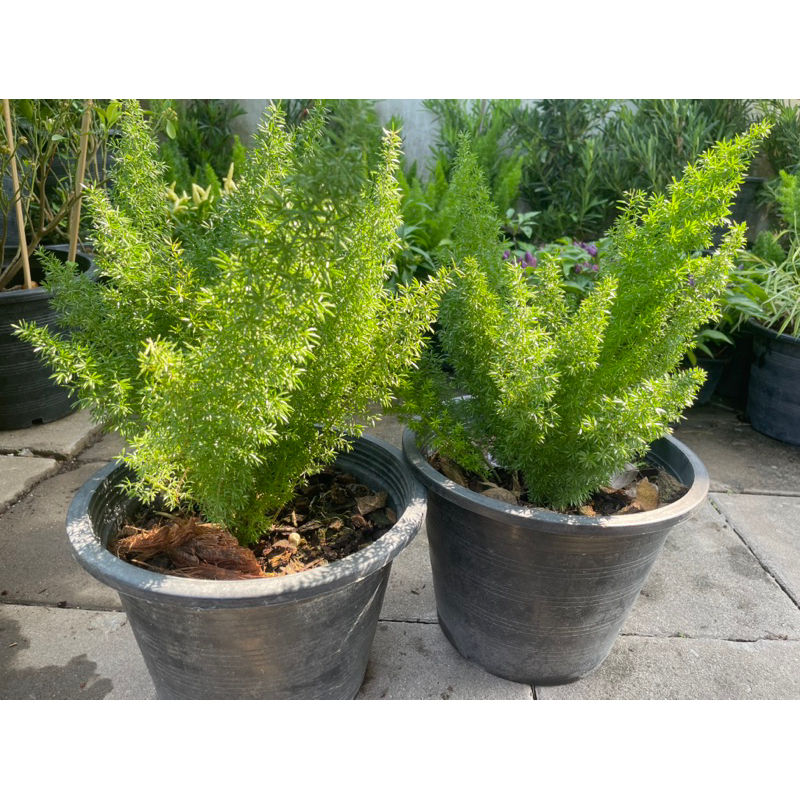 ต้นปริกหางกระรอก ไม้มงคลฟอกอากาศ กระถาง 8