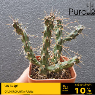 ต้นไม้อวบน้ำ กุหลาบหิน หนามดู CYLINDROPUNTIA Fulgida  #succulents #CYLINDROPUNTIA