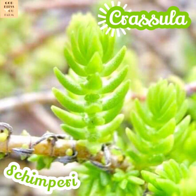[คราสซูล่า ชิมเพอร์อาย] Crassula Schimperi แคคตัส ต้นไม้ หนาม ทนแล้ง กุหลาบหิน อวบน้ำ พืชอวบน้ำ succulent cactus