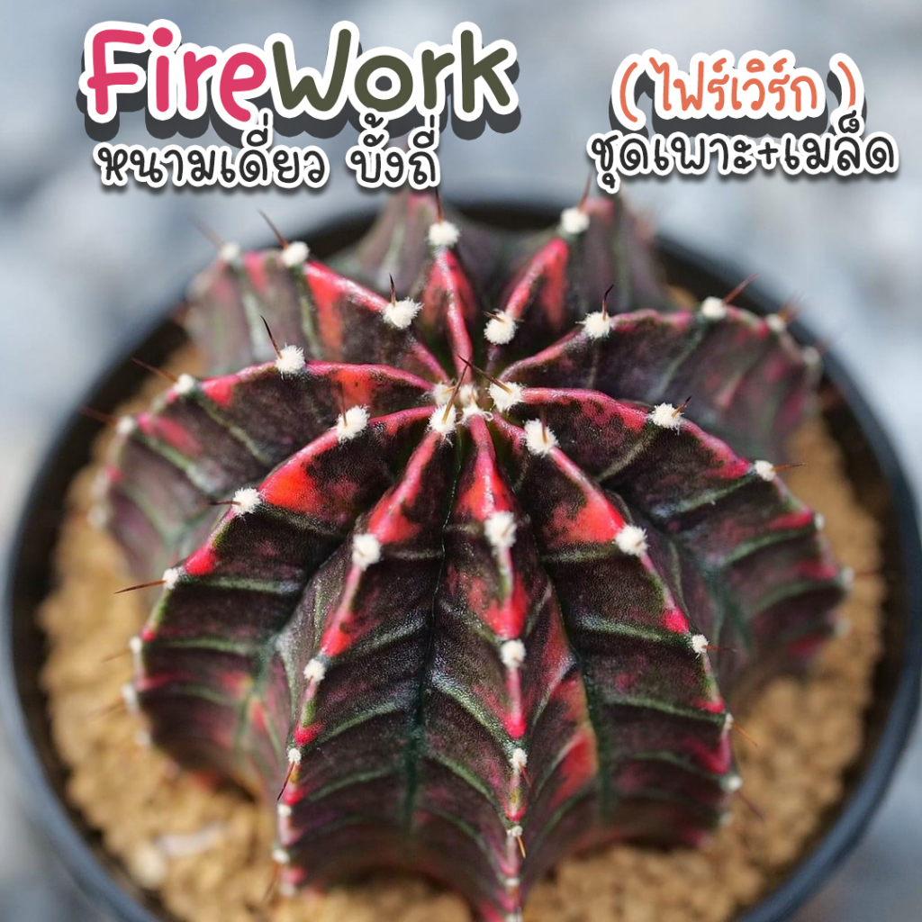 ชุดเพาะเมล็ด ❣️Firework❣️ 👑(Firework X ยิมโนด่าง) 🌵กระบองเพชร/แคคตัส 🌵