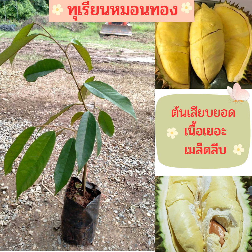 ต้นทุเรียนหมอนทองลับเเล จากอุตรดิตถ์ ต้นเสียบยอด ต้นพันธ์ุประมาณ 45-55 เซนติเมตร (ชุด 1 ต้น)