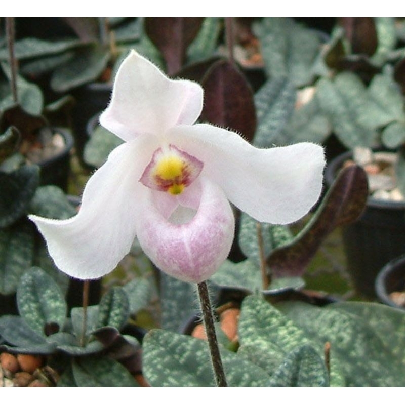 Paph.delenatii x Paph.Vietnamense"Twin"