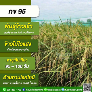 พันธุ์​ข้าวปลูก ข้าวเจ้า กข 95 ข้าวนาปี นาปรัง ทรงกอตั้ง ลำต้นค่อนข้างแข็ง ต้านทานเพลี้ย บรรจุ 25 กิโลกรัม คูลเกษตร KR23