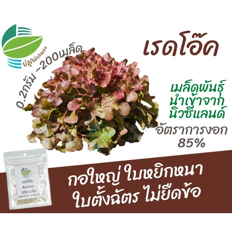 เมล็ดพันธุ์ ผักสลัด เรดโอ๊ค (Red Oak) แหล่งรวบรวมนิวซีแลนด์