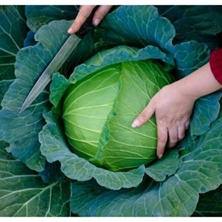 เมล็ดพันธุ์กะหล่ำปลี พรีเมียม เลท แฟลท ดัชต์ (Premium Late Flat Dutch Cabbage Seed) บรรจุ 100 เมล็ด ของแท้ นำเข้าจากต่าง