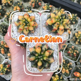 (ส่งฟรี) กระบองเพชร ยิมโนด่าง Carnelian พร้อมส่ง‼️