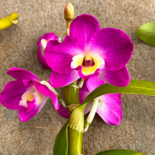 หวายโนบีเล่ สีม่วงเข้มปากเหลือง Dendrobium nobile hybrid