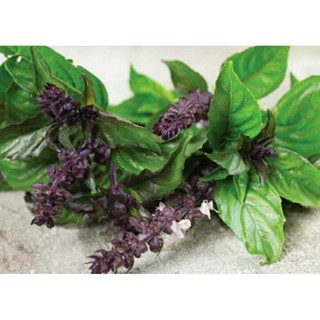 เมล็ดพันธุ์โหระพาฝรั่ง ลิโคริซ (Licorice Basil Seed) บรรจุ 50 เมล็ด ของแท้ คุณภาพดี ราคาถูก นำเข้าจากต่างประเทศ