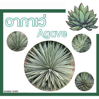 อากาเว่ AGAVE อะกาเว่ ไซส์ใหญ่ “ดาวกระจาย“ | ป่านศรนารายณ์ | กรุณาอ่านรายละเอียดให้เข้าใจก่อนสั่ง