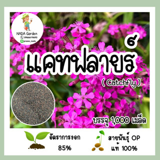 เมล็ดพันธุ์แคทฟลายร์ (Catchfly) บรรจุ 1,000 เมล็ด อัตราการงอกสูง