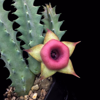 เก๋งจีน huernia See a musician Pranburi hybrid ***เด็ดสด1กิ่ง***