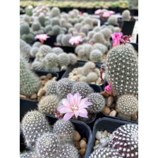 รีบูเทีย Rebutia Carnival แคคตัส กระบองเพชร cactus