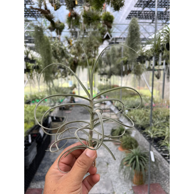 Tillandsia Wonga’ (mallemontii x duratii)