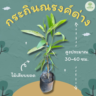 ต้นพันธุ์กระถินณรงค์ด่าง สูง 30~60 ซม. กระถินณรงค์