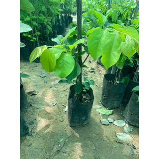 ต้นตะขบยักษ์ไร้หนามหรือหมากเบนกิ่งชำ 🌿🌿🪴ต้นแข็งแรงพร้อมปลูก