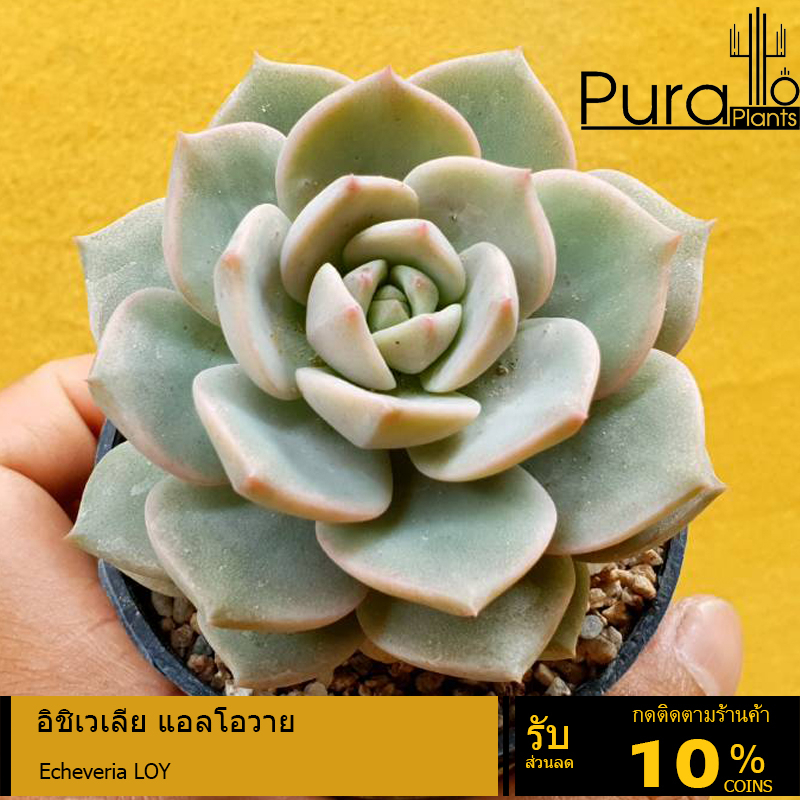 ต้นไม้อวบน้ำ กุหลาบหิน อิชิเวเลีย แอลโอวาย Echeveria LOY #succulent #Echeveria #กระถาง #เมล็ดพันธุ์