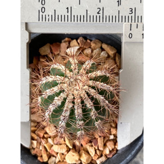 ฮาคุโจมารุ Echinopsis Hybrid