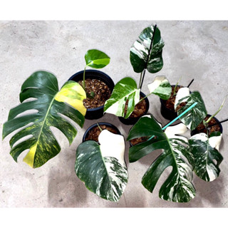 🪴Monstera albo Holland  (มอนสเตอร่า อัลโบ้ ฮอลแลนด์ )