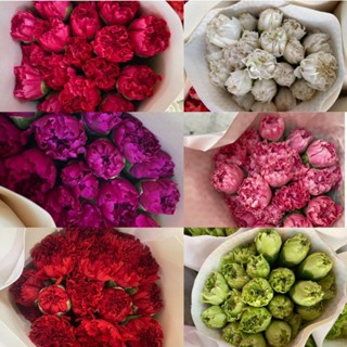 ดอกไม้สดคาเนชั่น20ดอกมีหลายสีต้องการสีอื่นสอบถามก่อนคะกรุณาอ่านก่อนสั่ง