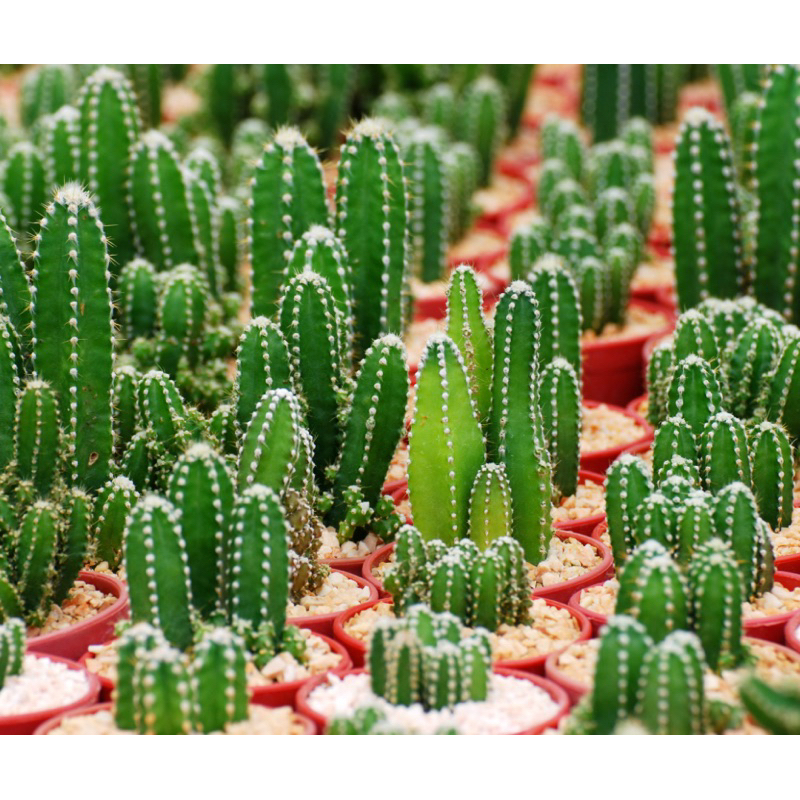 กระบองเพชรปราสาทนางฟ้า (Fairy’s Castle Cactus) กระบองเพชร แคคตัส ไม้อวบน้ำ cactus succulent