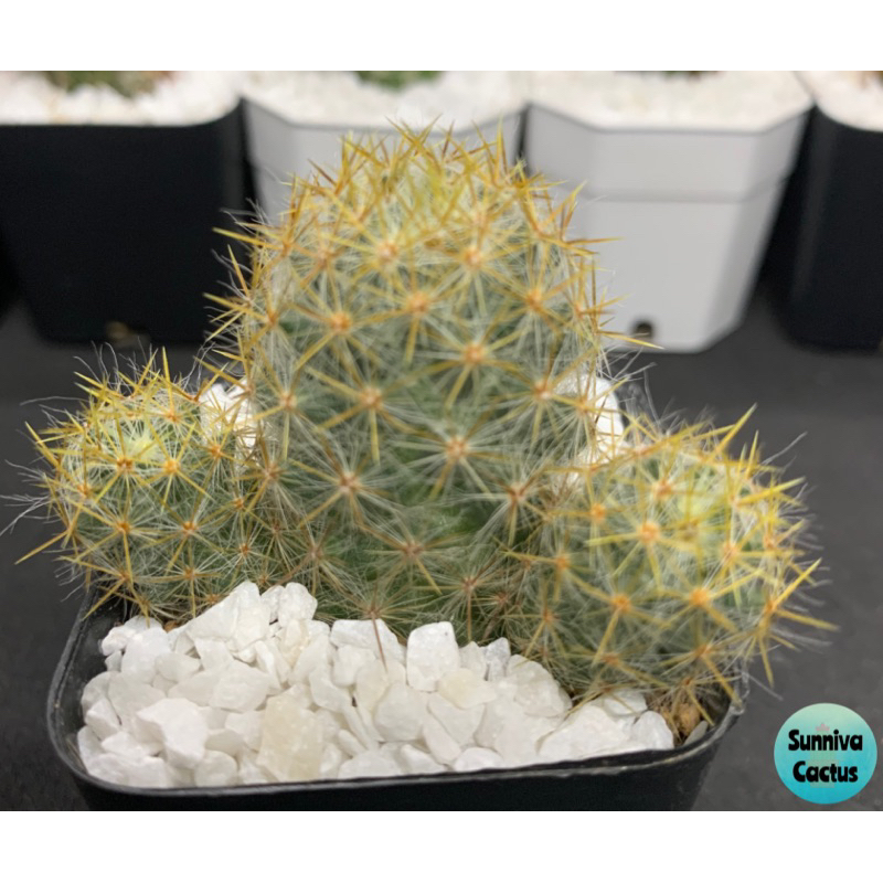 แมมเม็ดพริกหนามเหลือง (Mammillaria Prolifera) กระบองเพชร แคคตัส ไม้อวบน้ำ cactus succulent