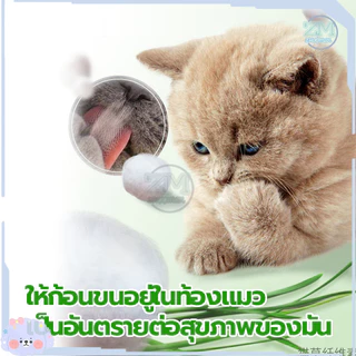 ข้าวสาลีแมว หญ้าแมว ชุดปลูกข้าวสาลี 40กรัม เสริมสร้างภูมิคุ้มกัน ลดกลิ่นมูลสัตว์เลี้ยง