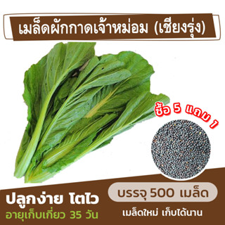 เมล็ดผักกาดเจ้าหม่อม 500 เมล็ด ผักกาดเขียว ใส่ต้มจับฉ่าย (ซื้อ 5 แถม 1)