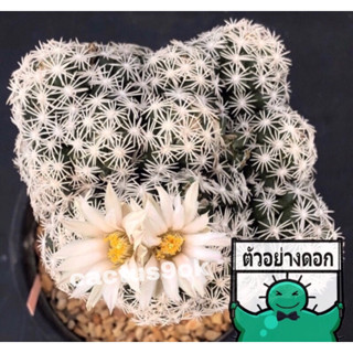 แคคตัส เอสโคบาเรีย แอปดิต้า escobaria abdita cactus ไม้กราฟ จำนวน 1 ต้น