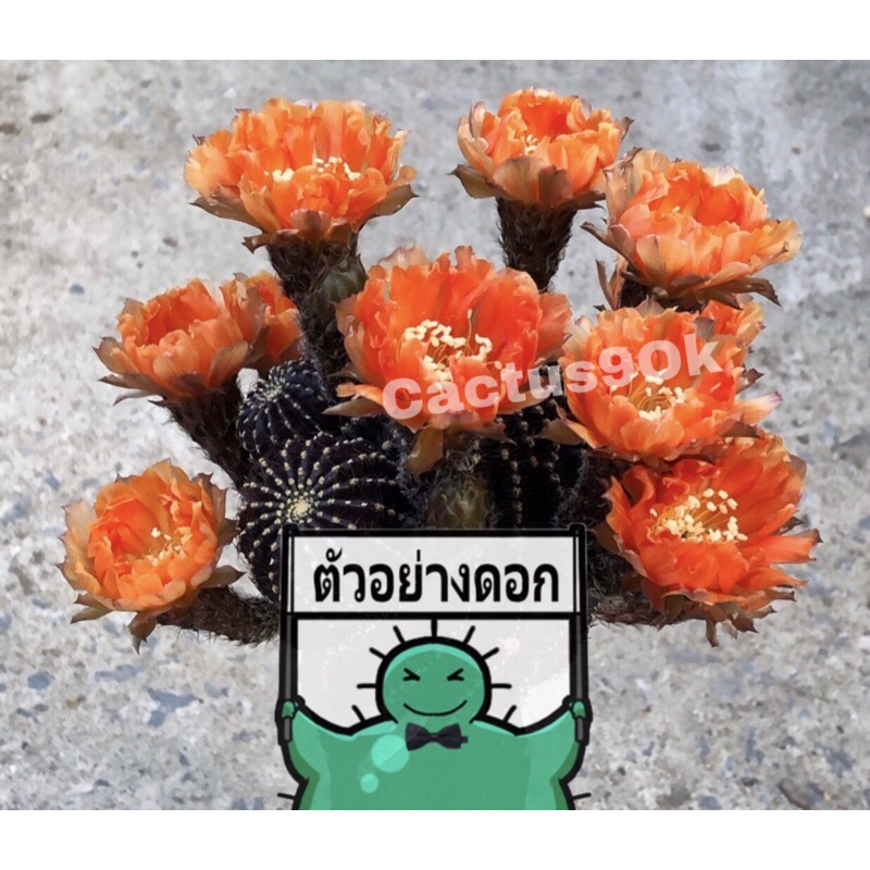 [พร้อมส่ง]🌵 แคคตัส โลบีเวียม่วง นาปินา Lobivia napina cactus ดอกส้ม ไม้กราฟ จำนวน 1 ต้น