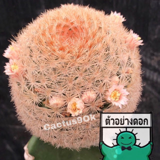 แคคตัส แมม มากัลนิอาย mammillaria magallanii cactus ไม้กราฟ จำนวน 1 ต้น