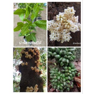 ต้นท้าวแสนปม Diospyros Cauliflora Blume