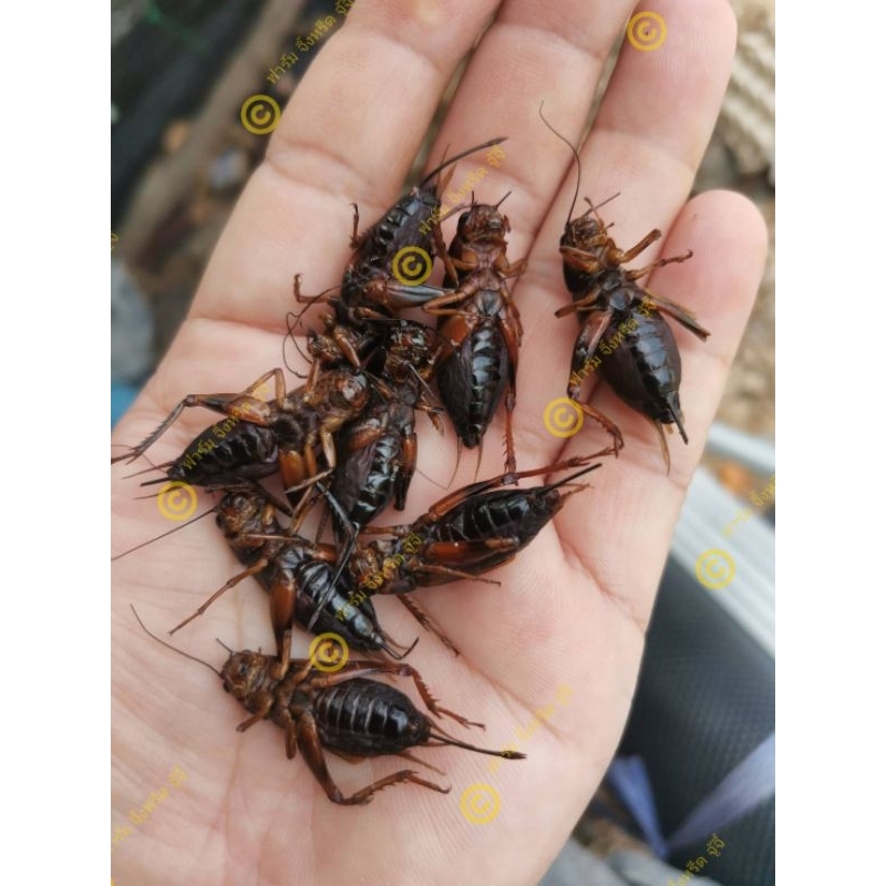 จิ้งหรีดไข่​ ต้มสุก​ แช่แข็ง​ แพ๊ค​ 1​ กก.​สดๆ​ใหม่ๆ จากฟาร์มเพาะเลี้ยงเอง