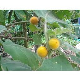 ต้นพันธุ์ มะอีก มะเขือปู่ มะปู่  มะเขือใส่ในส้มตำอร่อย ทำน้ำพริก Hairy-fruited eggplant  ในถุงดำ 39 บ