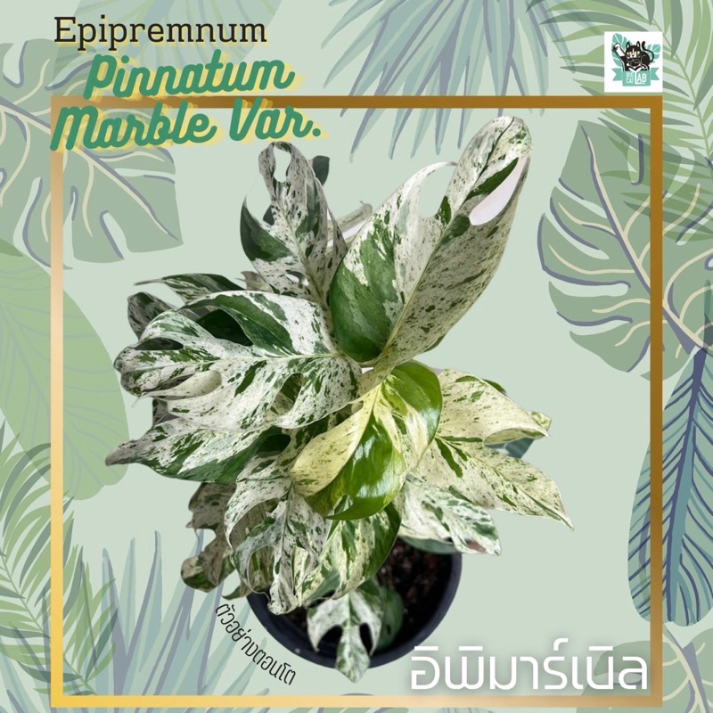 Epipremnum Pinnatum Marble อิพิมาร์เบิล เลือกต้นได้