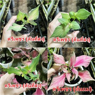 ตรีเพชร บอนสี ไม้ผ่าหัว บอนสีตัวเทพ บอนสีราคาส่ง caladium บอนสีไทย