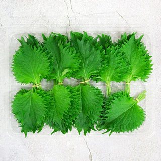 เมล็ดพันธุ์ โอบะ โอ ชิโซะญี่ปุ่น Green Ohba Ao Shiso Perilla Seed 80 เมล็ด คุณภาพดี ของแท้
