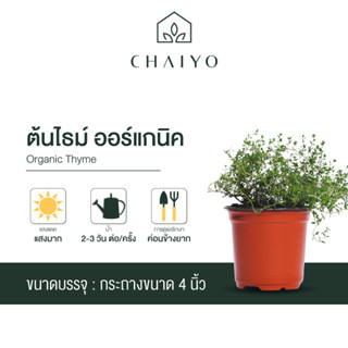 ต้นไธม์ ออร์แกนิค Organic Thyme กระถาง 4 นิ้ว