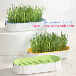PP B51 🌱ชุดปลูกหญ้าแมว🌱 หญ้าแมวออแกนิก เมล็ดข้าวสาลี ถาดเพาะต้นอ่อน 1 ชุด สามารถแบ่งเมล็ดพันธุ์ปลูกได้ถึง 2 ครั้ง