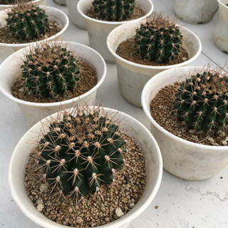 ยิมโนคริส Gymnocalycium แคคตัส ไซส์ใหญ่ คละต้น