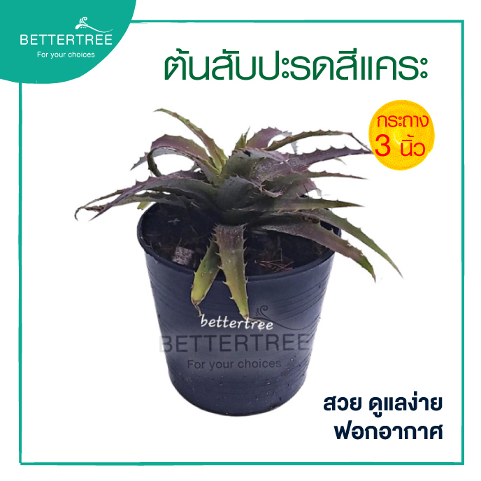 สับปะรดสีแคระน้ำตาล กระถาง 3 นิ้ว ต้นสับปะรดสี ต้นไม้ - รูปที่ 2