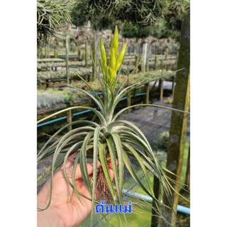 Tillandsia concolor airplants