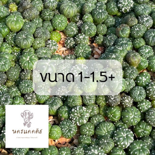 30 ต้น ❗️แอสโตร นูดัม ลายเส้น แอสทีเรียส แอสโตรแอสทีเรียส กระบองเพรช แคคตัส cactus