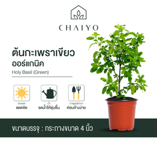 ต้นกะเพราเขียว ออร์แกนิค Organic Holy Basil (Green) กระถาง 4 นิ้ว